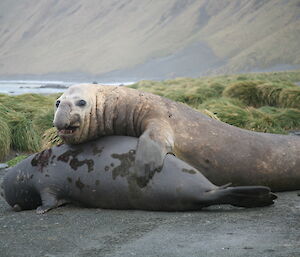 Beachmaster seal attempting to mount mate