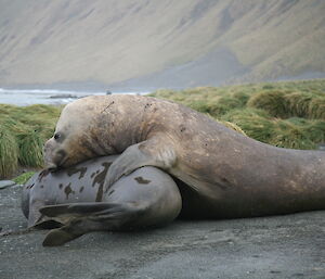 Beachmaster seal attempting to mount mate