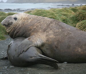 Beachmaster seal attempting to mount mate