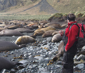 Jim counting seals