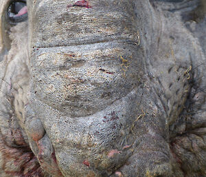 The injured face of a beachmaster bull elephant seal