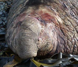Injured face of an elephant seal
