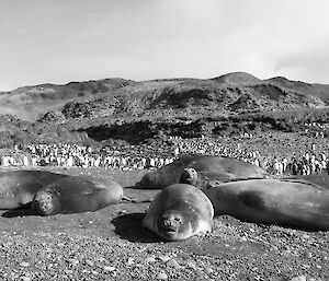 Female elephant seals with penguins in background