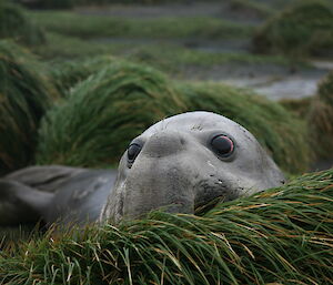 An elephant seal poking its head out of grasses on Macca