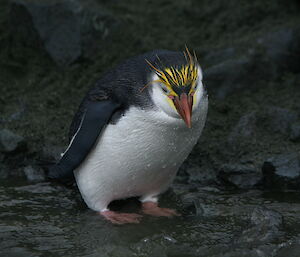 Royal penguin at the Nuggets