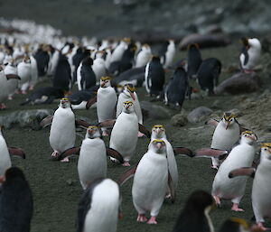 Royal penguins at the Nuggets
