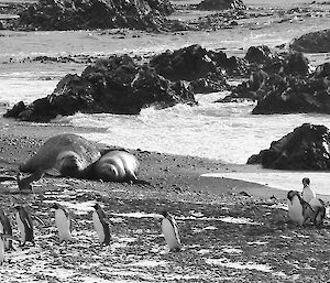 King penguins and elephant seals