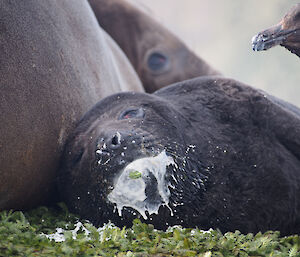 An elephant seal pup has had too much milk and sleeps with milk all over its face
