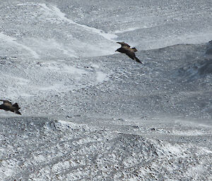 Skuas