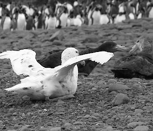 Southern giant petrels