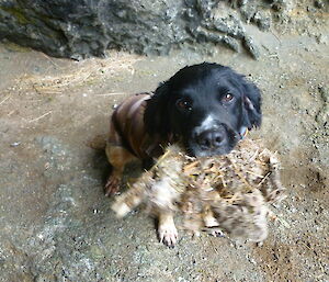 Dog finds a very old mummified rabbit
