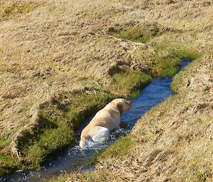 Finn the dog taking a bath in a small stream