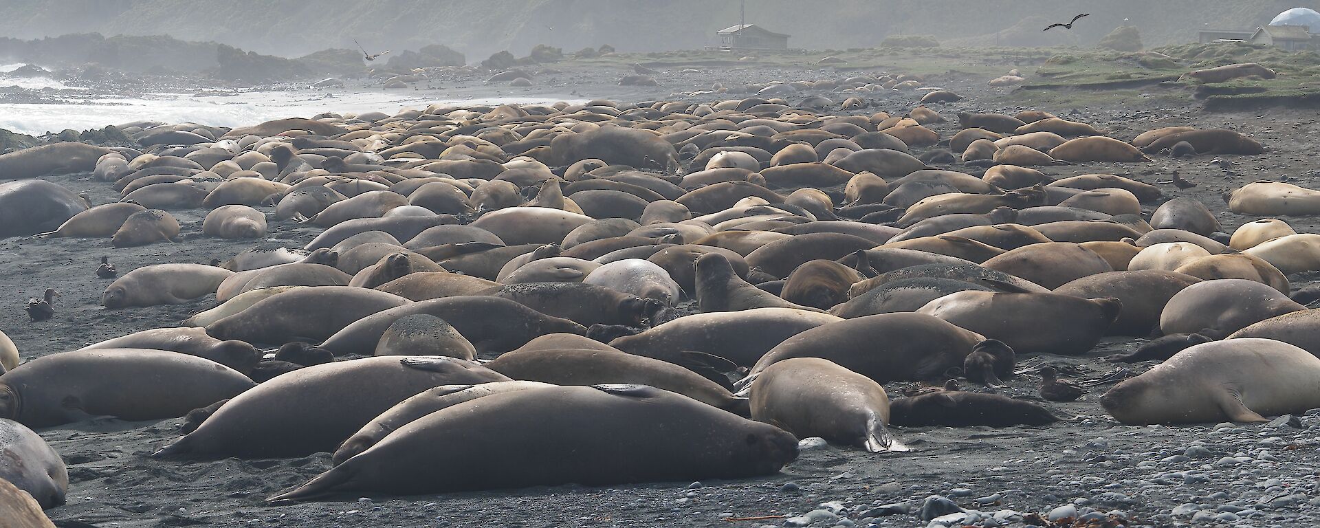 A lot of seals to count and this is only one of many harems