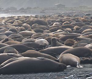 A lot of seals to count and this is only one of many harems