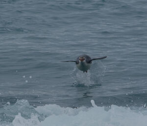 Royal penguin returning to the beach seems to fly out of sea