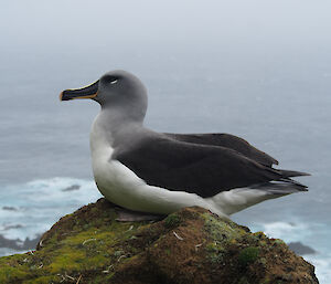 Grey headed albatross