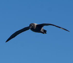 Light mantled sooty albatross