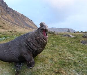 Beachmaster marking out his territory