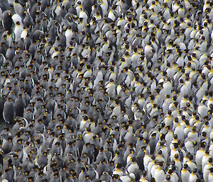 A large amount of king penguins