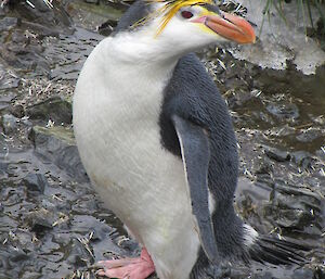 Royal penguin