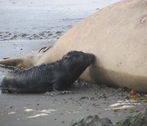 A newborn elephant seal approaches a male beachmaster seal