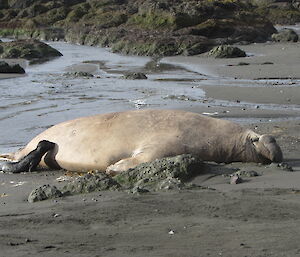 An elephant seal pup approaches a male beachmaster ele seal