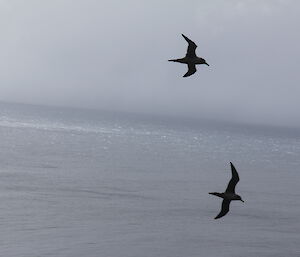 Two sooty albatross fly in the sky