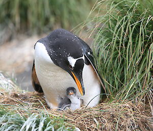 Gentoo penguin and her chick