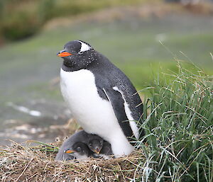 Gentoo with two chicks