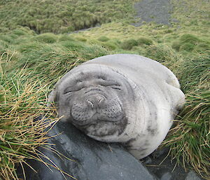 A close up of a sleeping female seal with her head on a rock