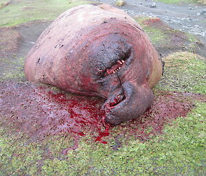 A very injured male elephant seal ‘beachmaster’ following a territorial dispute