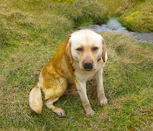 Finn, the dog, covered in seal dunn