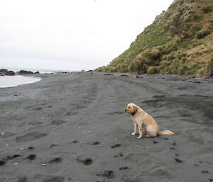 The dog Finn on a beach