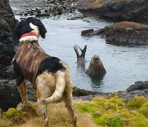A dog looks into a small lagoon while a large elephant seal looks back, seemingly in greeting