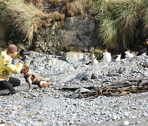 Steve admiring the king penguins and taking photos