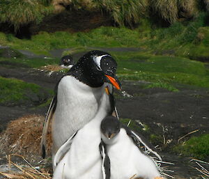 Gentoo with two large chicks