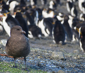 Skua in foreground with penguin colony in background