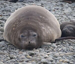 Elephant seal cow and her pup resting on a rocky beach