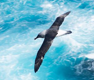 Grey headed albatross in flight with bright blue water below