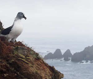 Grey headed albatross looking out over sea