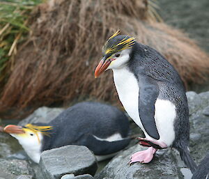 Two royal penguins just resting