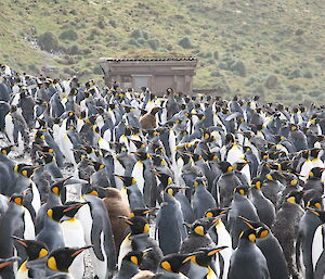 A large group of king penguins at Sandy Bay