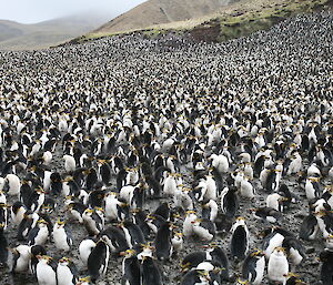 Sandy Bay royal penguin colony