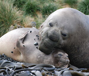 A male and female elephant seal get close