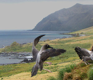 Light mantled sooty albatross fly from grassy hillside perch