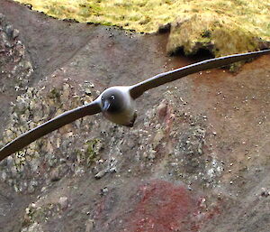 Light mantled sooty albatross in flight