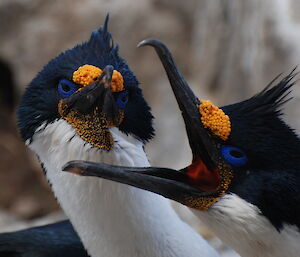 Two blue eyed shags up close