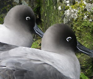 Light mantled sooty albatross, two resting side by side