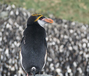 A solitary royal penguin looks out over the entire colony