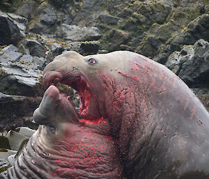 Male elephant seals have a bloody battle over females